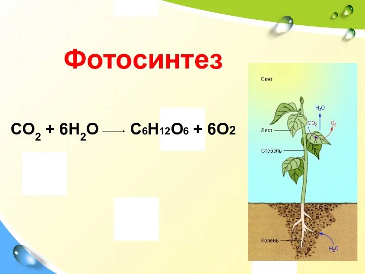 Фотосинтез CO2 + 6H2O C6H12O6 + 6O2