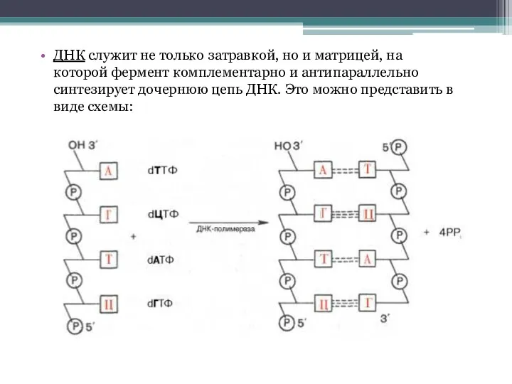 ДНК служит не только затравкой, но и матрицей, на которой