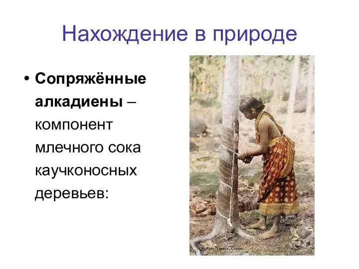 Нахождение в природе Сопряжённые алкадиены – компонент млечного сока каучконосных деревьев: