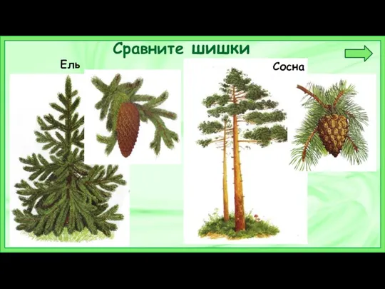 Сравните шишки Ель Сосна