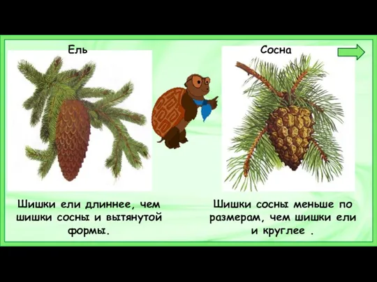 Ель Сосна Шишки ели длиннее, чем шишки сосны и вытянутой