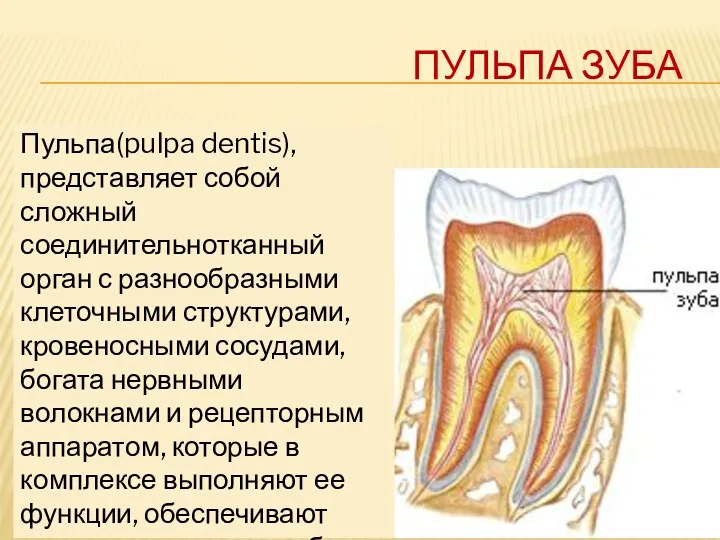 ПУЛЬПА ЗУБА Пульпа(pulpa dentis), представляет собой сложный соединительнотканный орган с разнообразными клеточными структурами,
