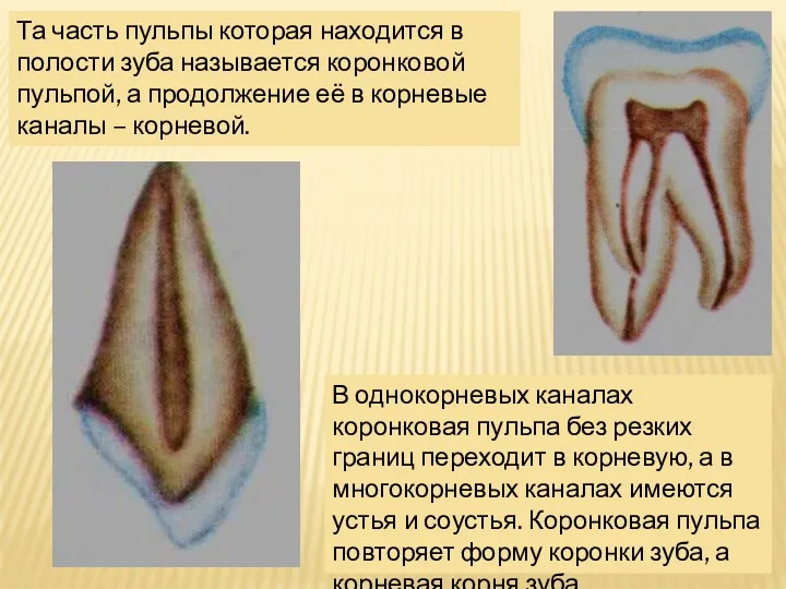 Та часть пульпы которая находится в полости зуба называется коронковой пульпой, а продолжение