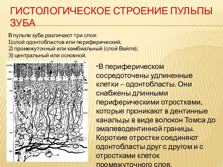 ГИСТОЛОГИЧЕСКОЕ СТРОЕНИЕ ПУЛЬПЫ ЗУБА В пульпе зуба различают три слоя: