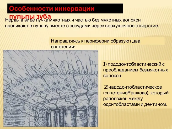 Особенности иннервации пульпы зуба Нервы в виде пучка мякотных и частью без мякотных