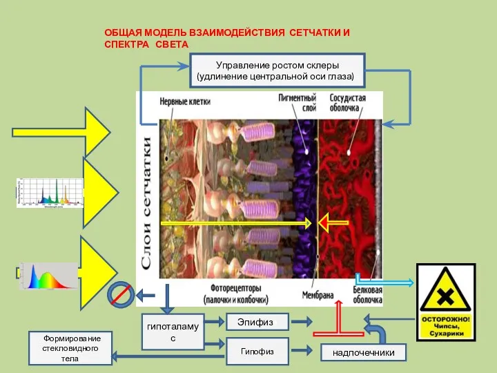 гипоталамус Эпифизз Гипофиз надпочечники ОБЩАЯ МОДЕЛЬ ВЗАИМОДЕЙСТВИЯ СЕТЧАТКИ И СПЕКТРА