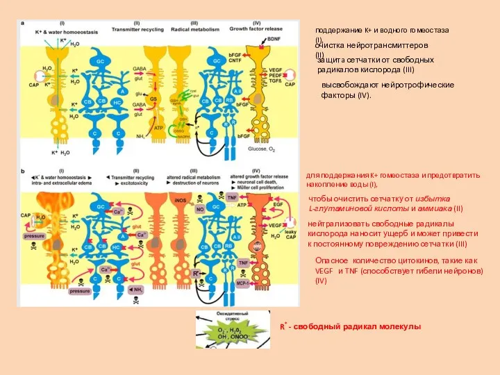 поддержание K+ и водного гомеостаза (I), очистка нейротрансмиттеров (II) защитa