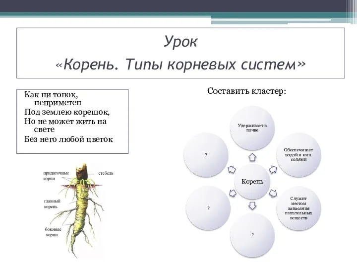 Урок «Корень. Типы корневых систем» Как ни тонок, неприметен Под