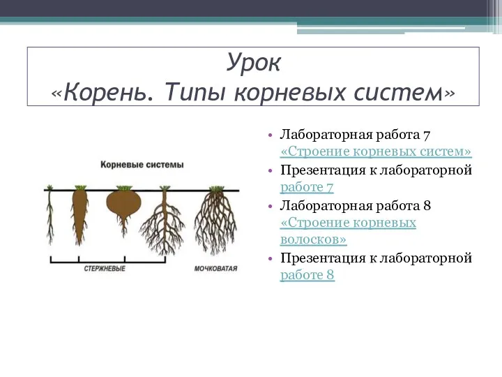 Урок «Корень. Типы корневых систем» Лабораторная работа 7 «Строение корневых