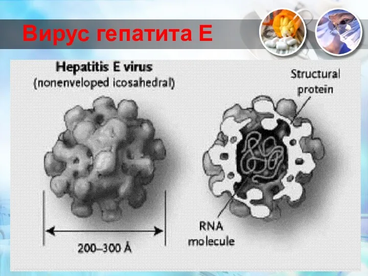 Вирус гепатита Е