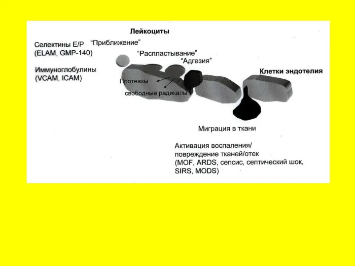 Развитие синдрома капиллярной утечки