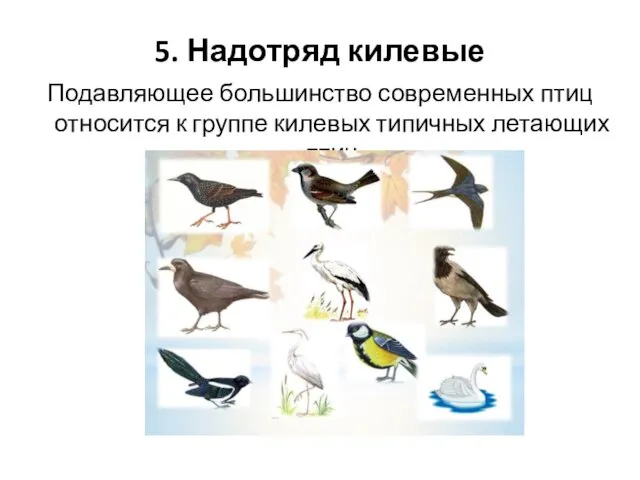5. Надотряд килевые Подавляющее большинство современных птиц относится к группе килевых типичных летающих птиц