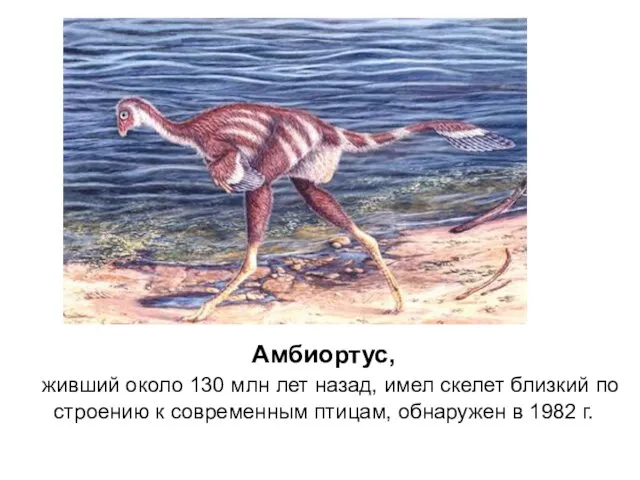 Амбиортус, живший около 130 млн лет назад, имел скелет близкий
