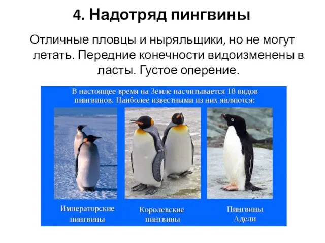 4. Надотряд пингвины Отличные пловцы и ныряльщики, но не могут