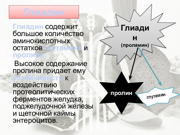 Глиадин Глиадин содержит большое количество аминокислотных остатков глутамина и пролина