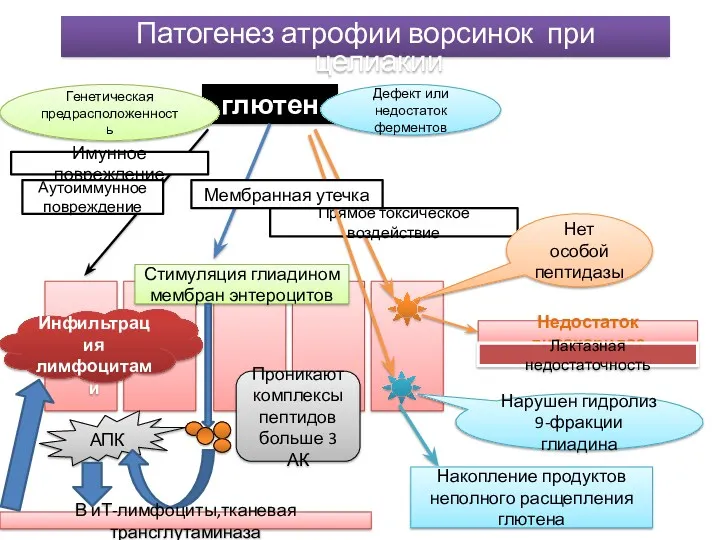 Патогенез атрофии ворсинок при целиакии глютен Генетическая предрасположенность Дефект или