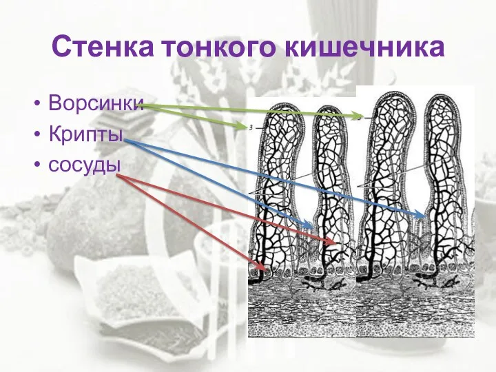 Стенка тонкого кишечника Ворсинки Крипты сосуды