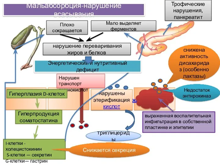 Мальабсорбция-нарушение всасывания нарушены этерификация жирных кислот выраженная воспалительная инфильтрация в