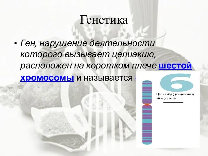 Генетика Ген, нарушение деятельности которого вызывает целиакию, расположен на коротком