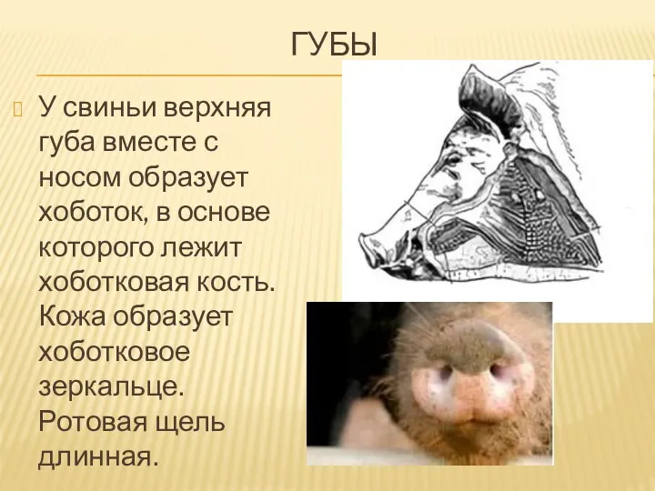 ГУБЫ У свиньи верхняя губа вместе с носом образует хоботок, в основе которого