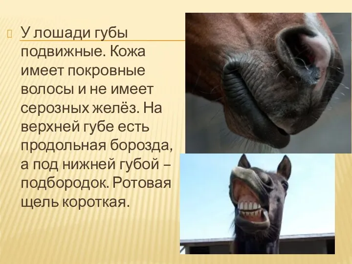 У лошади губы подвижные. Кожа имеет покровные волосы и не имеет серозных желёз.