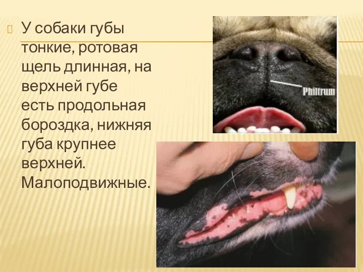 У собаки губы тонкие, ротовая щель длинная, на верхней губе есть продольная бороздка,