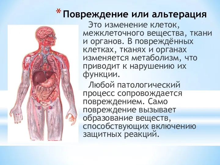 Повреждение или альтерация Это изменение клеток, межклеточного вещества, ткани и