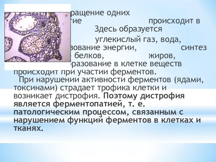 Превращение одних веществ в другие происходит в клетке. Здесь образуется