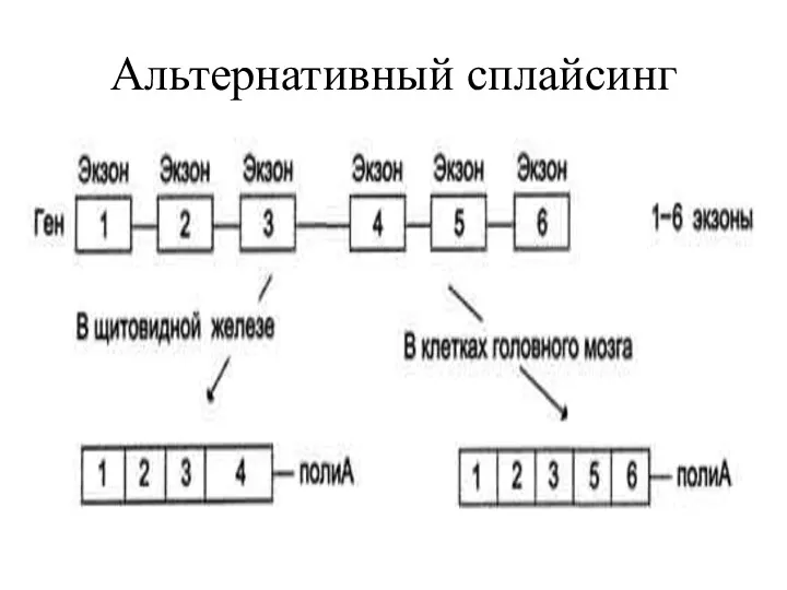 Альтернативный сплайсинг