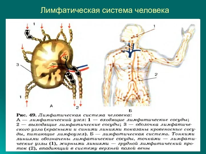 Лимфатическая система человека