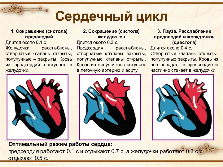 Сердечный цикл 1. Сокращение (систола) предсердий Длится около 0.1 с. Желудочки расслаблены, створчатые