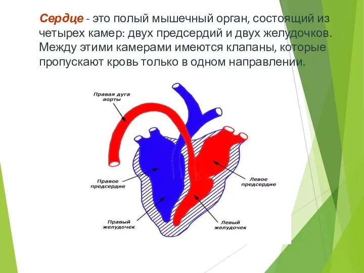 Сердце - это полый мышечный орган, состоящий из четырех камер: двух предсердий и