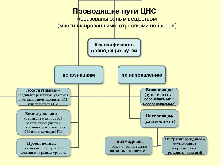 Проводящие пути ЦНС – образованы белым веществом (миелинизированными отростками нейронов)