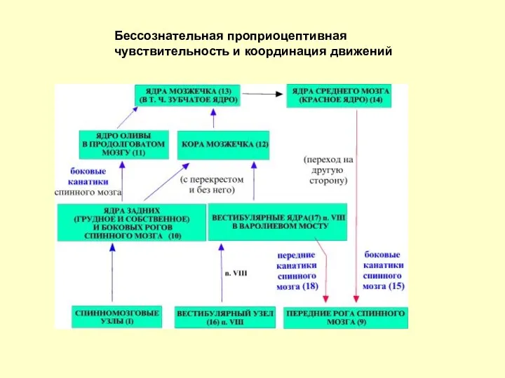 Бессознательная проприоцептивная чувствительность и координация движений