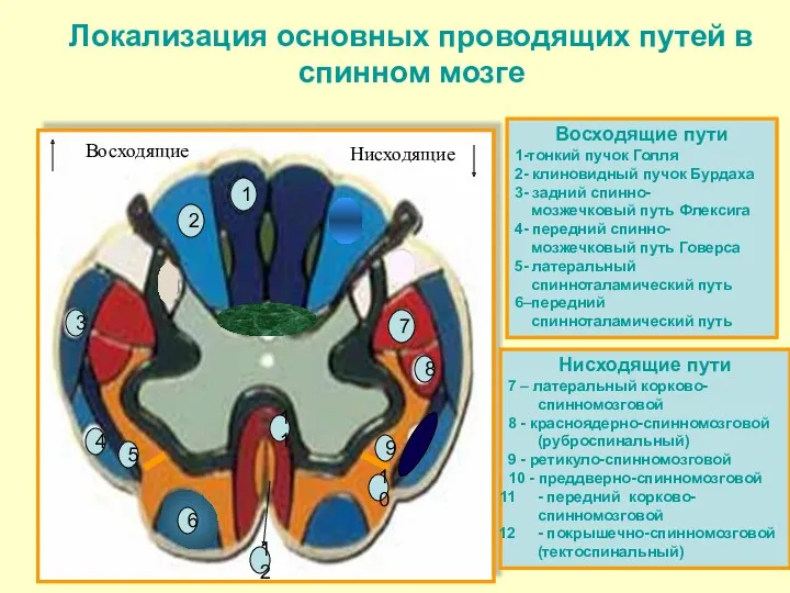 1 7 8 4 3 11 2 5 12 Восходящие