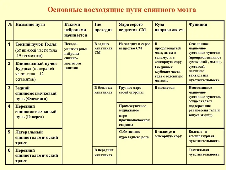 Основные восходящие пути спинного мозга