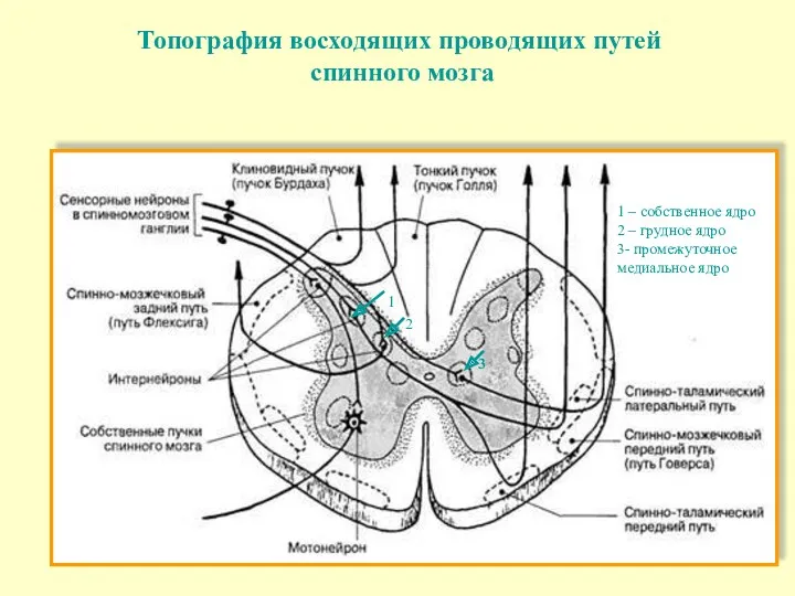 Топография восходящих проводящих путей спинного мозга 1 2 3 1