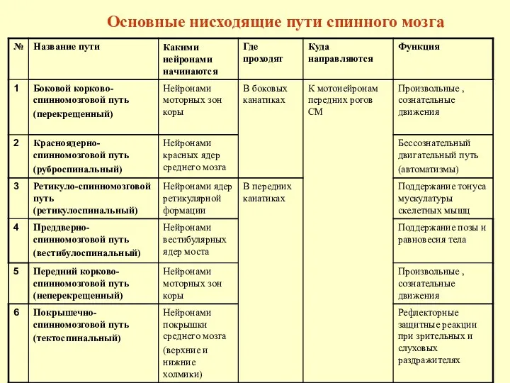 Основные нисходящие пути спинного мозга