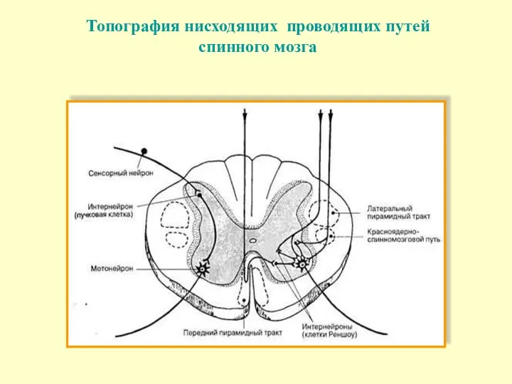 Топография нисходящих проводящих путей спинного мозга