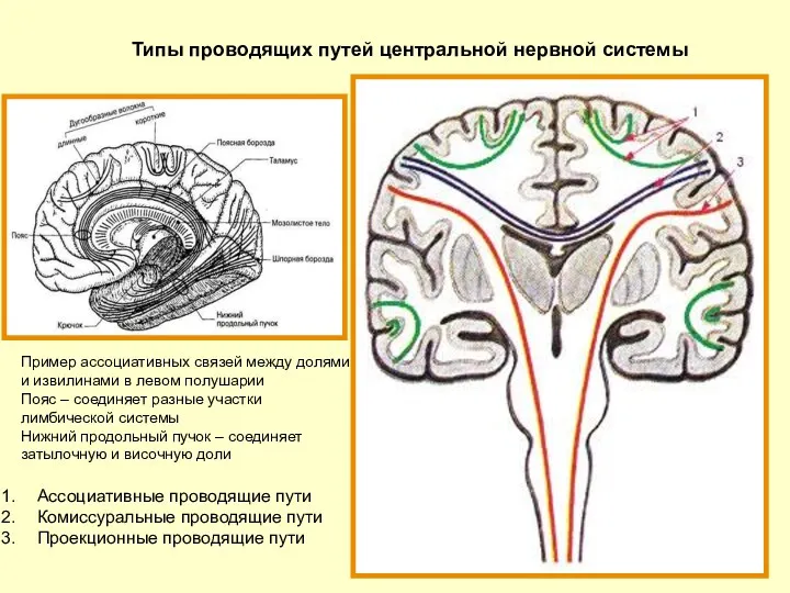 Типы проводящих путей центральной нервной системы Ассоциативные проводящие пути Комиссуральные