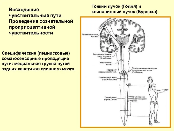 Специфические (лемнисковые) соматосенсорные проводящие пути: медиальная группа путей задних канатиков