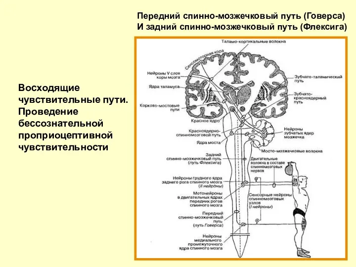 Восходящие чувствительные пути. Проведение бессознательной проприоцептивной чувствительности Передний спинно-мозжечковый путь (Говерса) И задний спинно-мозжечковый путь (Флексига)