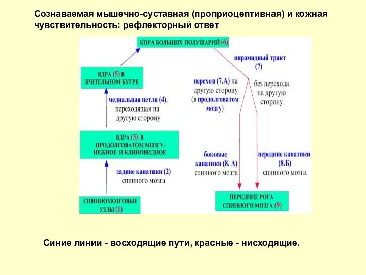 Сознаваемая мышечно-суставная (проприоцептивная) и кожная чувствительность: рефлекторный ответ Синие линии - восходящие пути, красные - нисходящие.