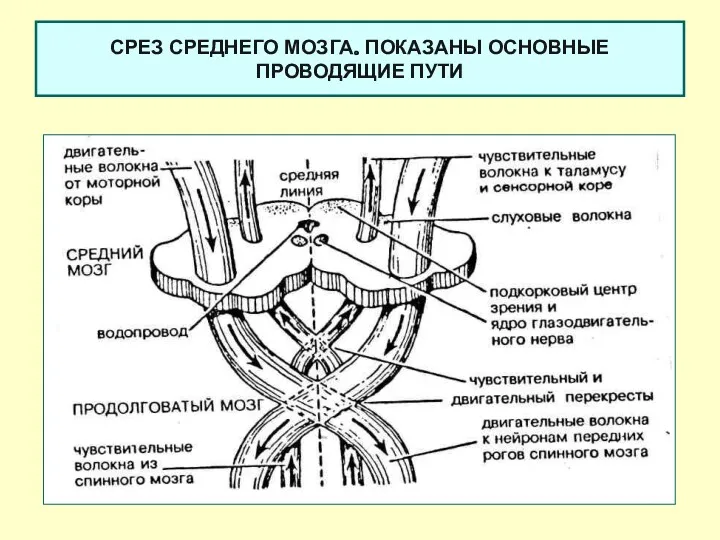 СРЕЗ СРЕДНЕГО МОЗГА. ПОКАЗАНЫ ОСНОВНЫЕ ПРОВОДЯЩИЕ ПУТИ