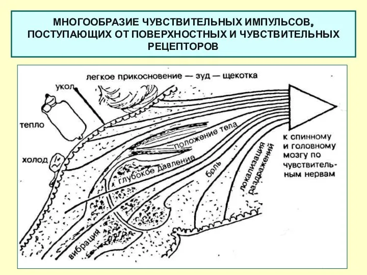 МНОГООБРАЗИЕ ЧУВСТВИТЕЛЬНЫХ ИМПУЛЬСОВ, ПОСТУПАЮЩИХ ОТ ПОВЕРХНОСТНЫХ И ЧУВСТВИТЕЛЬНЫХ РЕЦЕПТОРОВ