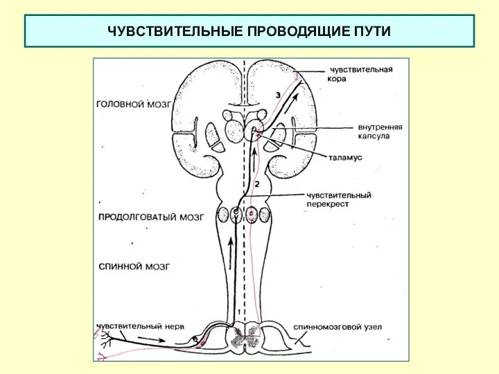 ЧУВСТВИТЕЛЬНЫЕ ПРОВОДЯЩИЕ ПУТИ