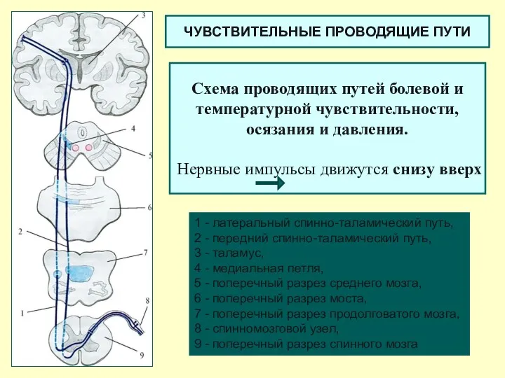 Схема проводящих путей болевой и температурной чувствительности, осязания и давления.