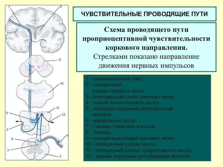 Схема проводящего пути проприоцептивной чувствительности коркового направления. Стрелками показано направление