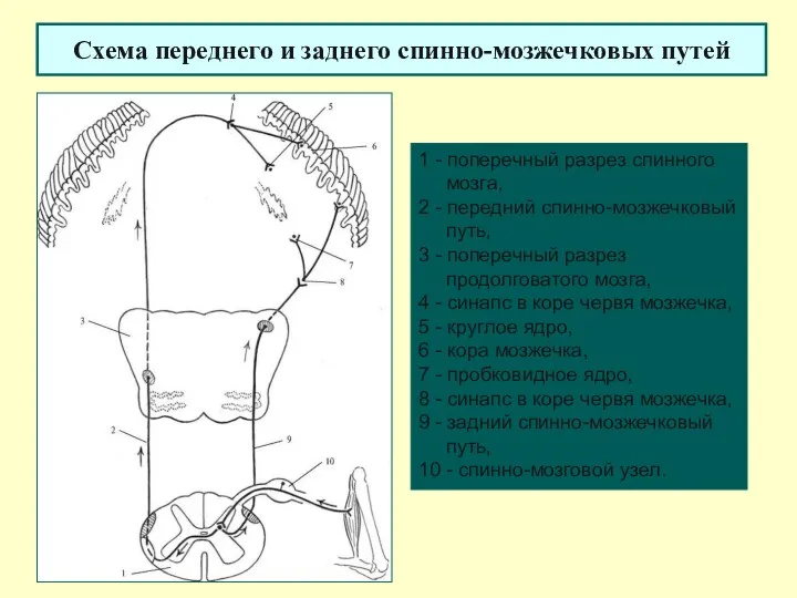 Схема переднего и заднего спинно-мозжечковых путей 1 - поперечный разрез