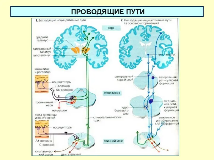 ПРОВОДЯЩИЕ ПУТИ